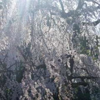 京都御苑　桜のその後