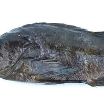 春の訪れを象徴する春告魚「メバル」