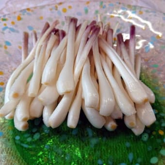 エシャロットの収穫