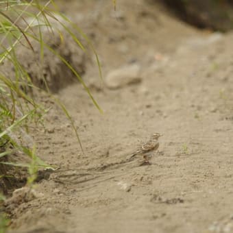 平原で見た鳥たち