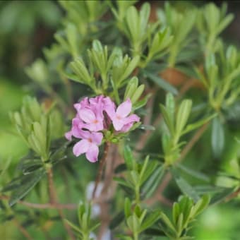 ジンチョウゲ科のダフネ2種で～す。 ピンクの花がD.コサニニィー、黄色の花が・・・