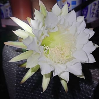 袖ヶ浦の花が咲きました