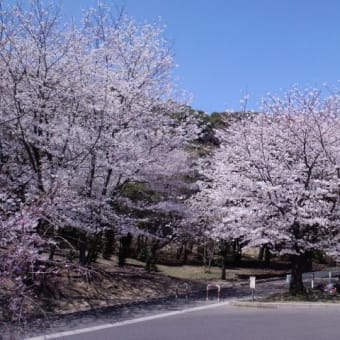 春ムンムン