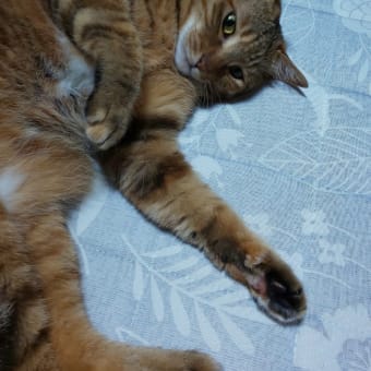 続あじさい