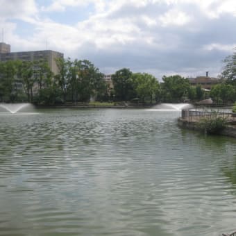 城北公園の花菖蒲