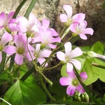 庭に咲いている紫カタバミの花と玄関の百合の花♪