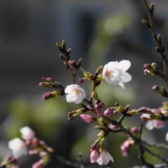 桜咲きました!!