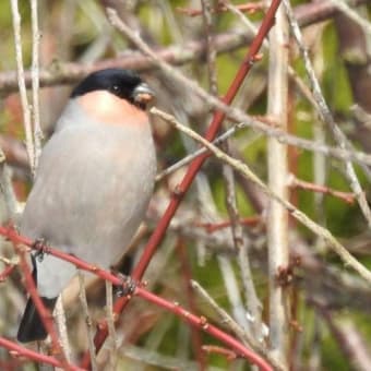 ウソの桜花芽食害深刻！（御所の台ふれあいパーク）
