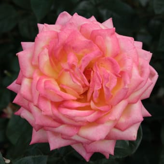 神代植物公園のバラ2011秋547