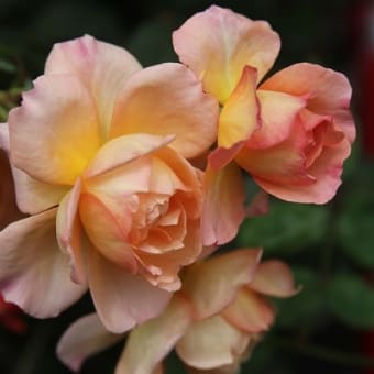 雨風が酷かったけどよく散らなかったな～🌹