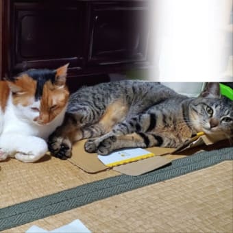 【434】れいにゃん堂のれいちゃんたのちゃん・たのちゃん＆猫グッズ紹介😸