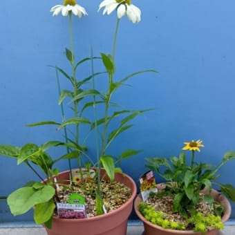 エキナセアとガザニアを植え付け　20250629