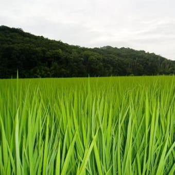 稲のきもち