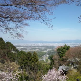 桜、さくら、サクラ、酒。