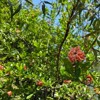 ザクロの花