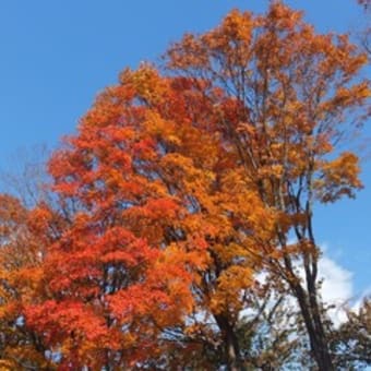 今年の紅葉