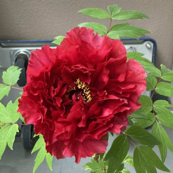 牡丹の花が咲きました