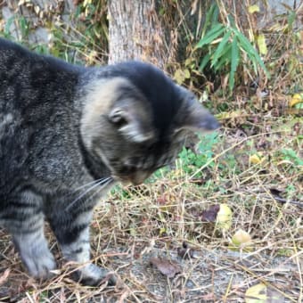 寛容さについて最近思ったこと