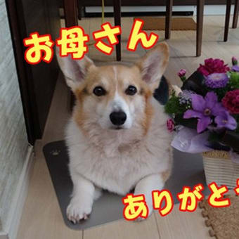 今日は母の日