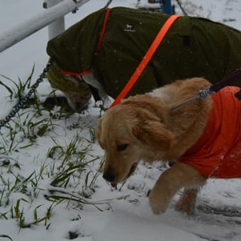 雪の日の出会い