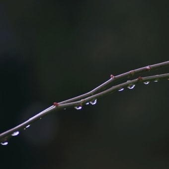 冬芽・・雨滴 - 横浜市西区