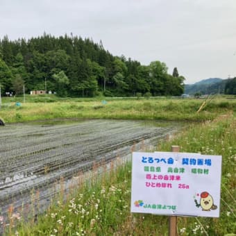 とろっぺ会の契約栽培米　会津昭和村ひとめぼれ　順調です　去年も高温障害の影響なし　今年も楽しみです