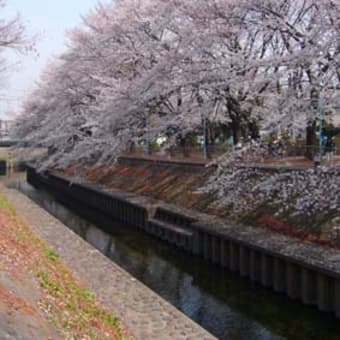 善福寺川緑地の桜