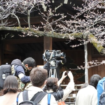 【カシャリ！　ひとり旅】 東京都の桜開花宣言２０２２　サクラの写真を撮りました