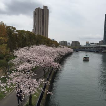 桜散歩