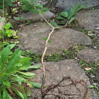 実生5年目の「ミヤマオオヤマレンゲ」の根　お返しのベンチ