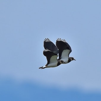 今日の野鳥 ・・ タゲリ ・・今年も ② 。。