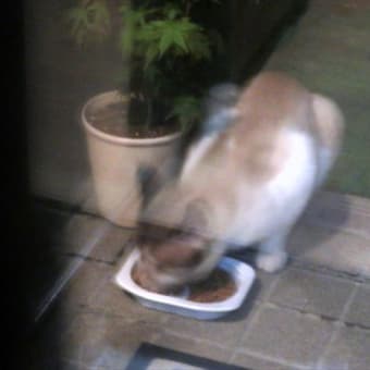 庭にやってくる猫さんたち