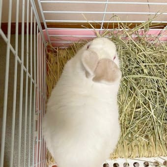 新年早々の名言 うさぎとベリーダンスとダラブッカ Kt Jackson Loves Lapin 公式