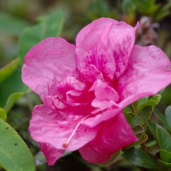 ツワブキの花と今咲く皐月の花二輪