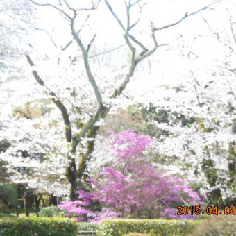 櫻とコバミツバつつじ Cherry blossoms & Azaleas