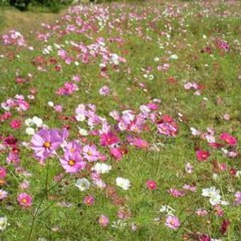 秋に咲く桜