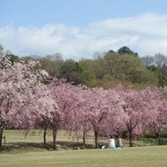 今年最後の桜見物