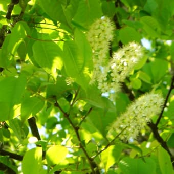 夢の森　花の散歩みち