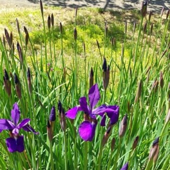 初夏を迎え、花便り