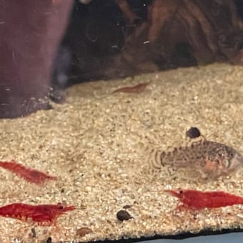 スーパースター登場