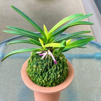 富貴蘭コラム 〜富貴蘭を長く楽しむには〜