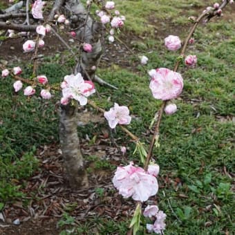 桜もうすぐ満開