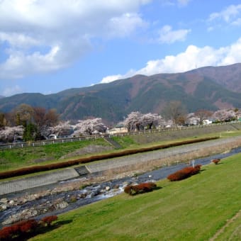 薄川　桜並木