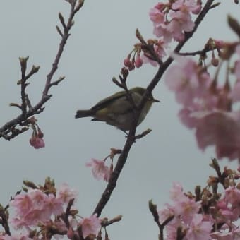 早春の兆しと寒桜