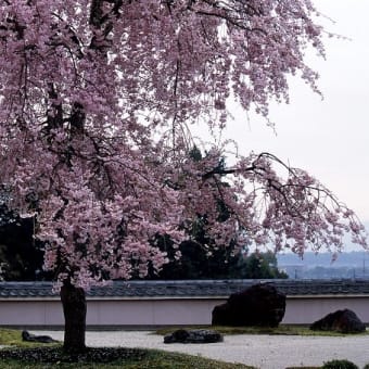 京都大原野　正法寺の枝垂れ桜