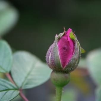 色気のある蕾だなぁ　
