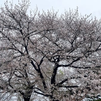 桜満開