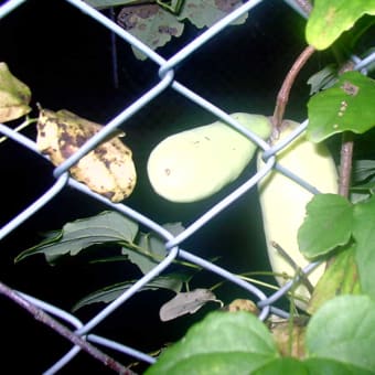 「涼しいな　長袖着ても　朝散歩」　　散歩川柳