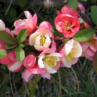 ４月１３日(金)「木瓜の花」(梅木さん)