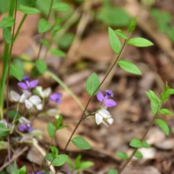 小岱山花散策